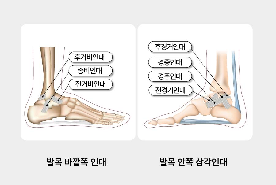 발목 인대 해부학 — 외측·내측 구조