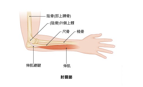 팔꿈치 외측상과와 신전근 해부 그림